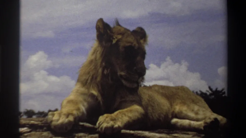 Closer 1969 Nigeria frame of a young maned lion lying on a rocky surface, facing slightly toward the camera under bright clouds.