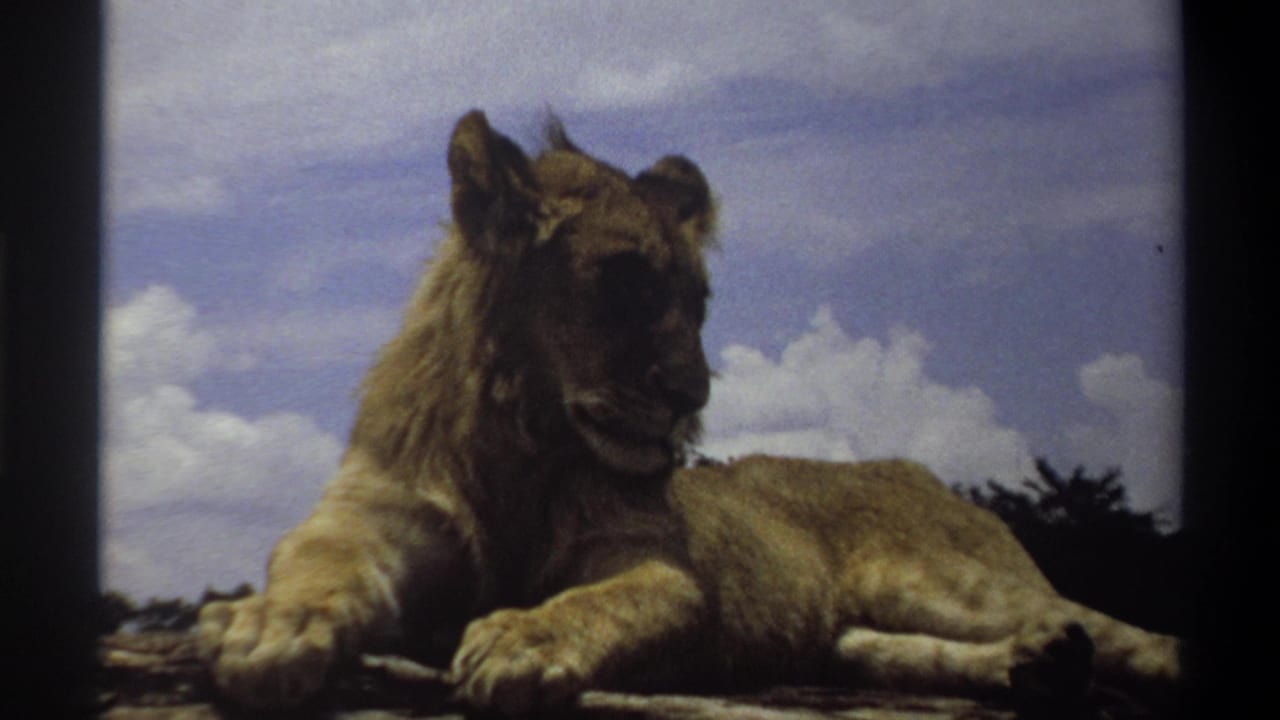 1969 Nigeria 8mm frame of the young lion lying alert on a rocky outcrop, with clouds behind and dark scan edges at the sides.