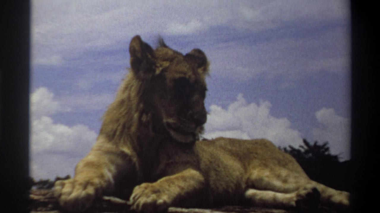 1969 Nigeria 8mm frame of a young lion lying on rocks, seen in soft color with dark film borders and clouds behind it.