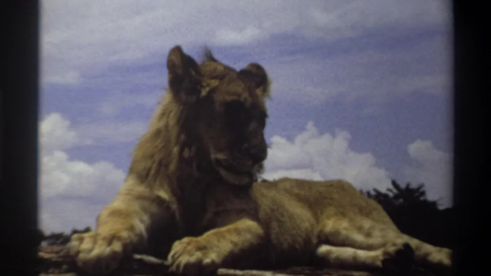 1969 Nigeria 8mm frame of a young lion lying on rocks, seen in soft color with dark film borders and clouds behind it.