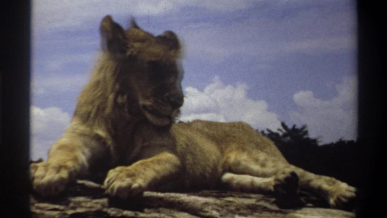 Young lion lying on rocks with its head turned to the side.