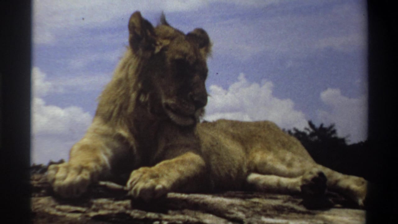 1969 Nigeria 8mm frame of a young lion resting low on a rocky surface, head angled downward with clouds in the background.