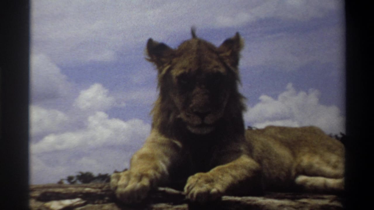 1969 Nigeria 8mm frame of a young lion facing the camera from a rocky resting place beneath a clouded sky.