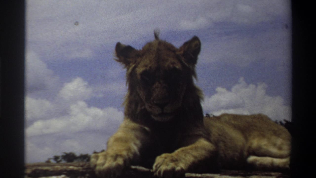 In 1969 Lagos home-movie footage, a light brown lion cub rests with front paws extended under puffy clouds.