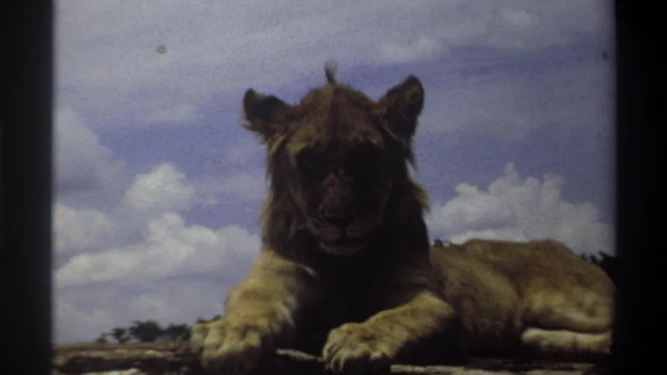 In 1969 Lagos home-movie footage, a light brown lion cub rests with front paws extended under puffy clouds.