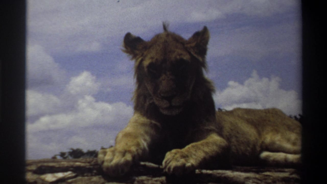 A light brown lion cub faces the camera while lying on a rocky surface in the supplied Lagos, Nigeria 1969 footage.