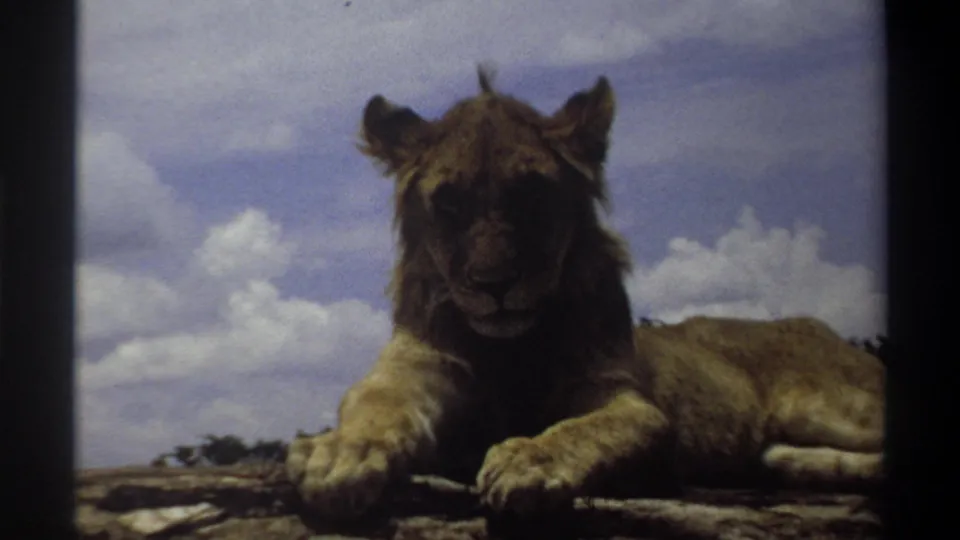 A light brown lion cub faces the camera while lying on a rocky surface in the supplied Lagos, Nigeria 1969 footage.