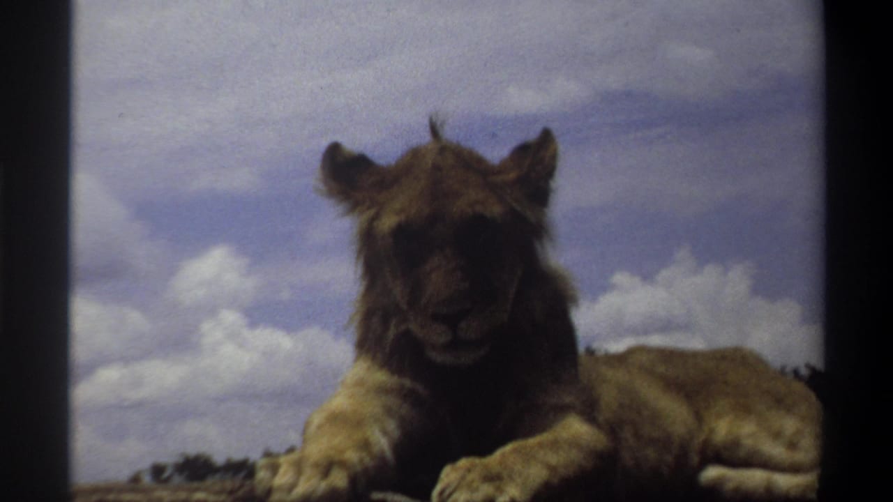Soft-focus 8mm footage shows the young lion resting close to camera, with Lagos 1969 location supported by metadata.