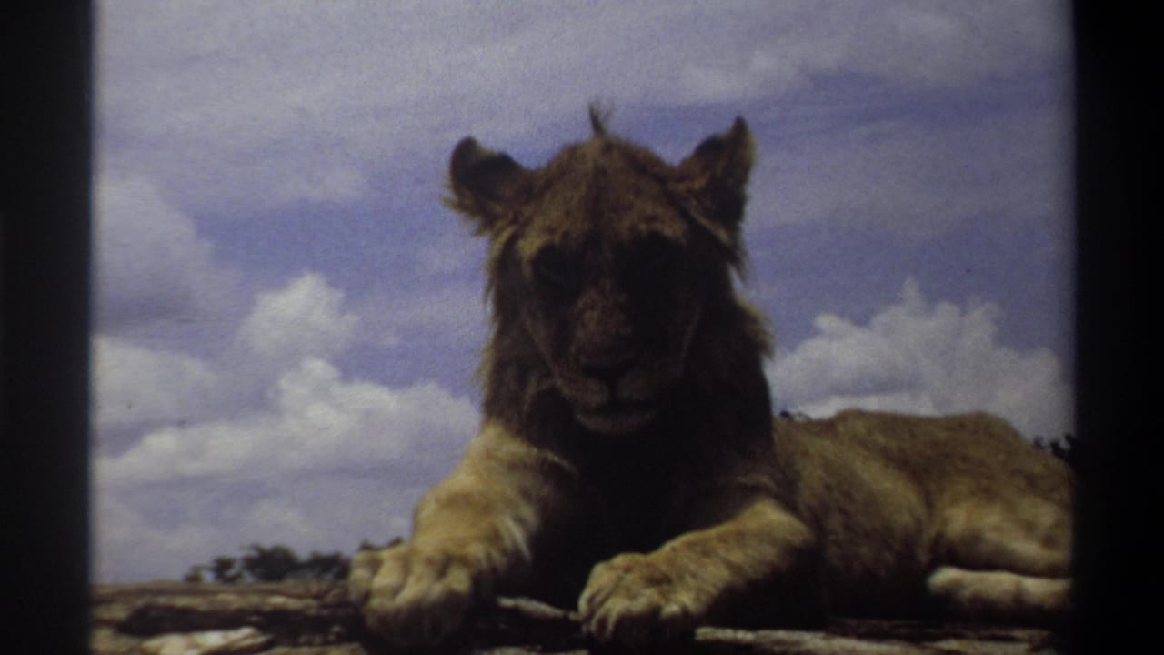 The final frame shows the lion cub still lying forward on rocky ground, backed by puffy clouds in the 1969 Lagos clip.