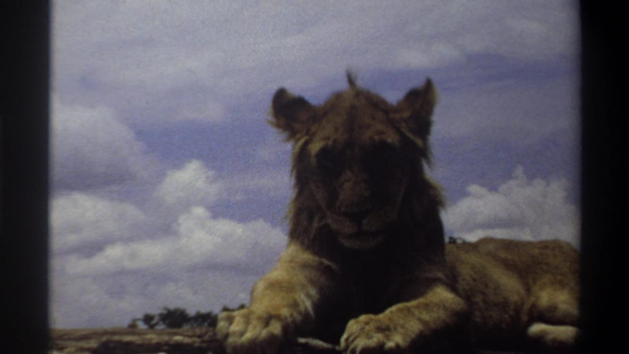 Lion lying low outdoors in soft, grainy 1969 8mm footage from the Lagos, Nigeria reel.