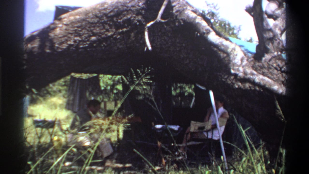 Adults remain seated in deep shade at an outdoor table framed by tree limbs.
