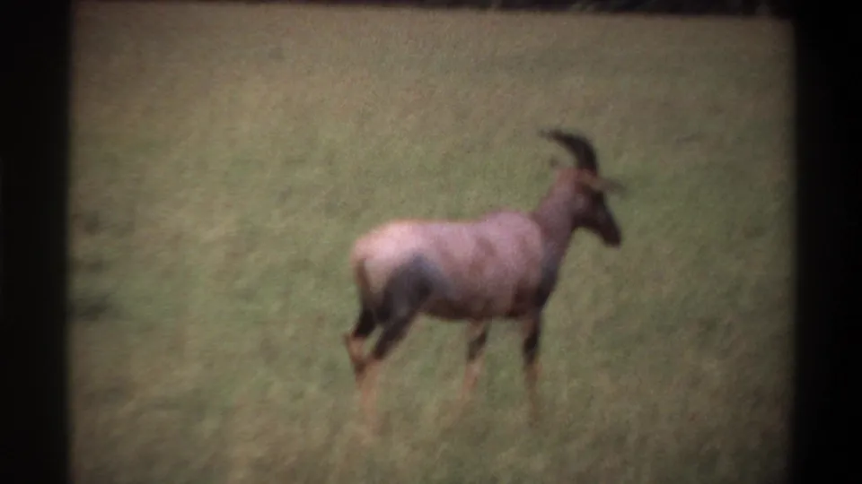 A horned antelope moves across tall grass in grainy 1969 Nigeria home-movie footage.