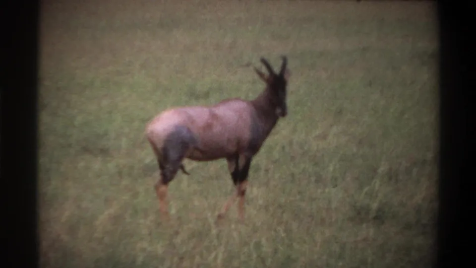 Side view of a horned antelope in a grassy field, captured in soft 8mm color during the 1969 Nigeria trip.