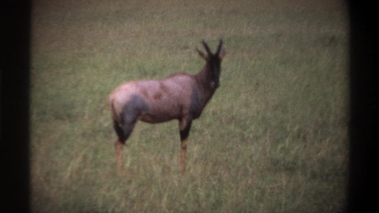 1969 8mm frame from Lagos, Nigeria metadata showing a roan antelope standing alert in grassy savanna.