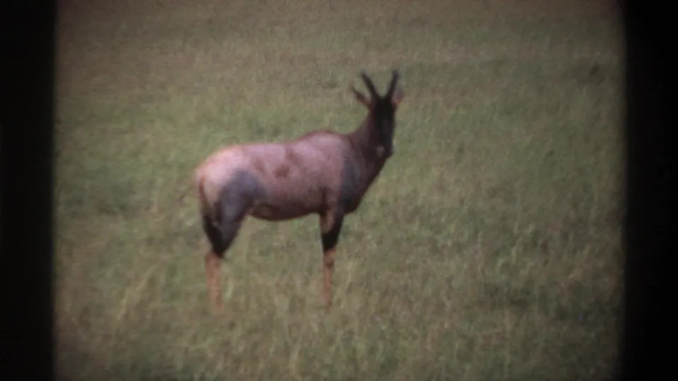 1969 8mm frame from Lagos, Nigeria metadata showing a roan antelope standing alert in grassy savanna.
