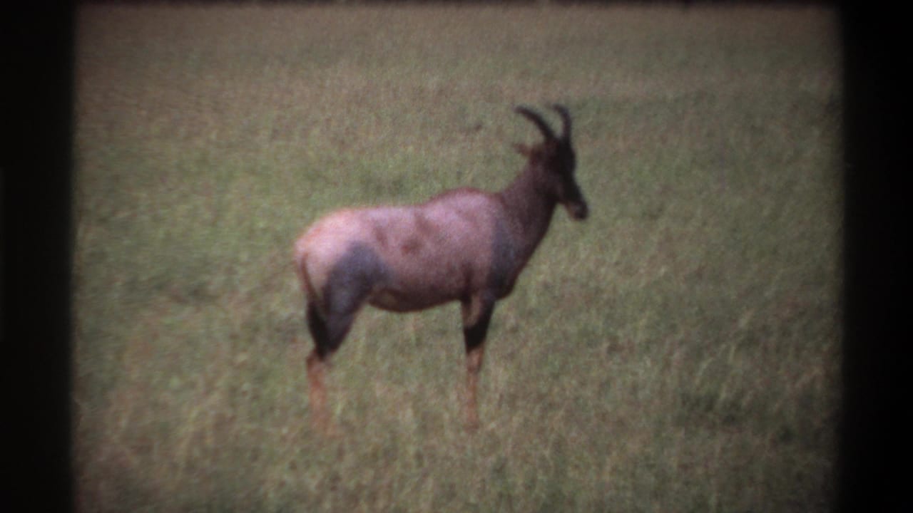 Roan antelope in profile standing in grass with curved horns visible.