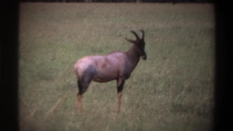 Vintage 8mm frame of a roan antelope standing broadside in tall grass in the stated Lagos, Nigeria clip context.
