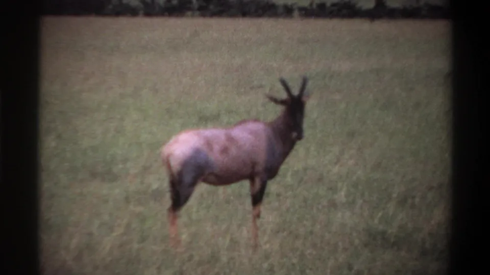 Soft 8mm frame showing a roan antelope standing alert in savanna grass, with location and year supported by metadata.