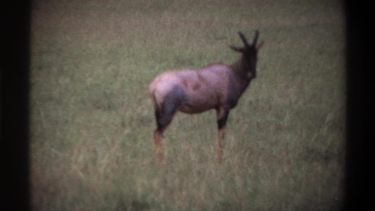 1969 Lagos, Nigeria 8mm frame showing a hartebeest-like antelope standing in a grassy field with soft focus and film grain.
