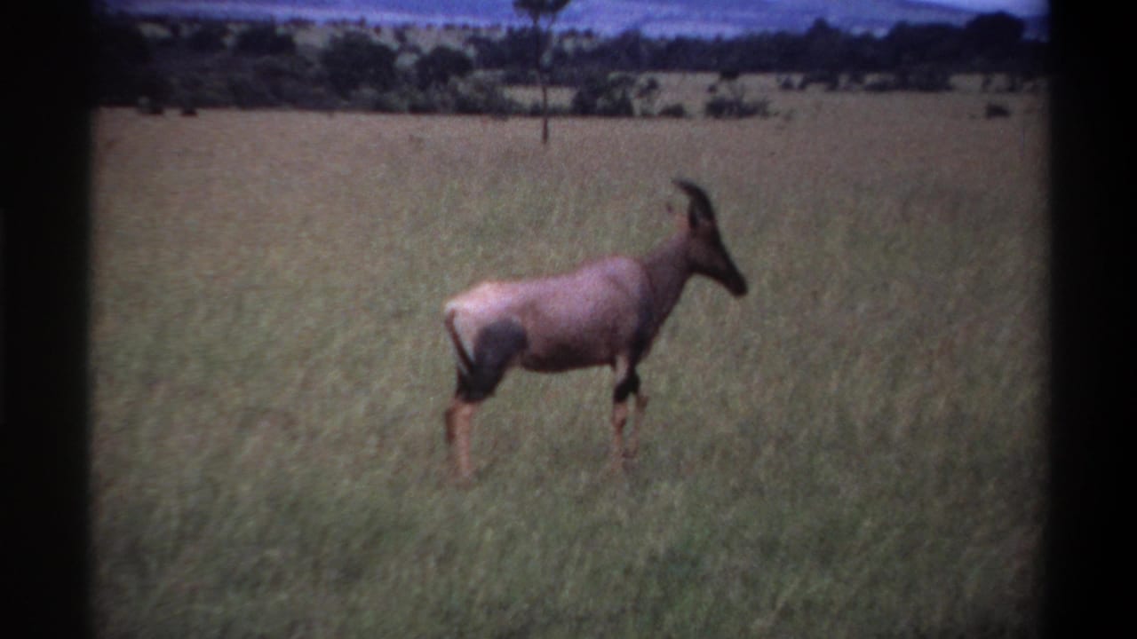 Antelope in profile standing in a grassy field with trees beyond.