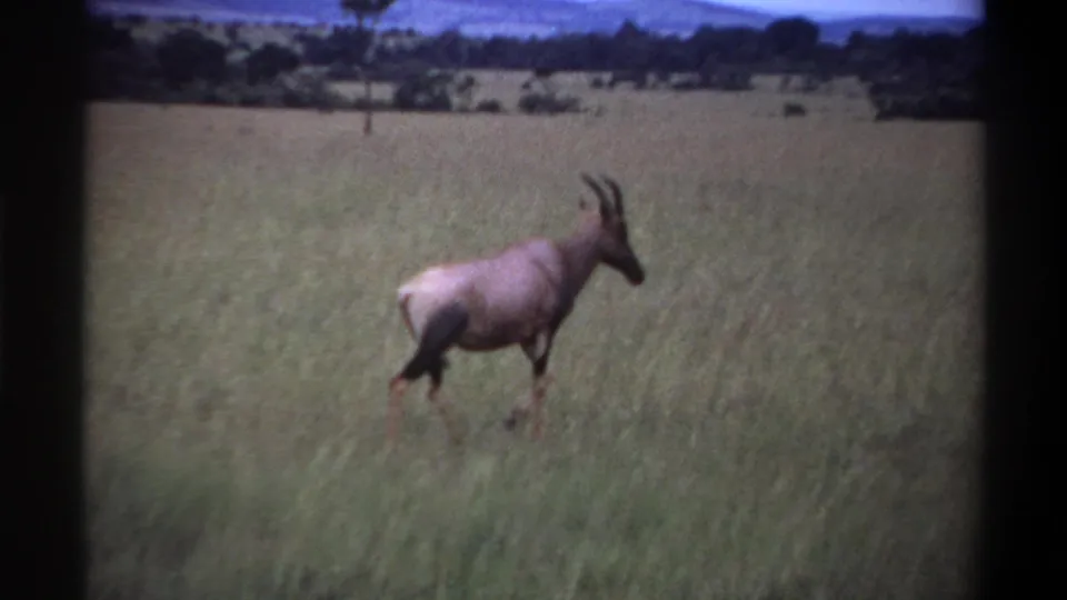 1969 Lagos, Nigeria 8mm frame showing a hartebeest-like antelope walking left to right through tall grass under a blue sky.