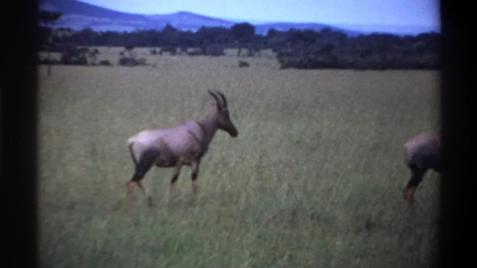 1969 Lagos, Nigeria 8mm frame showing the antelope walking through grass, with part of another animal visible at the right edge.