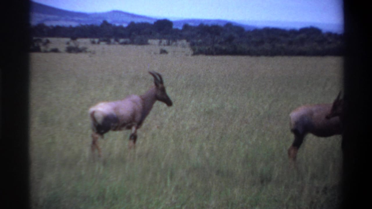 1969 Lagos-area 8mm frame showing antelopes in tall grass, with a treeline and distant hills under a pale sky.