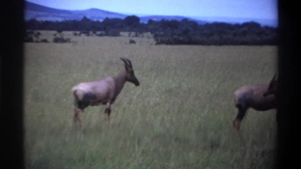 1969 Lagos-area 8mm frame showing antelopes in tall grass, with a treeline and distant hills under a pale sky.