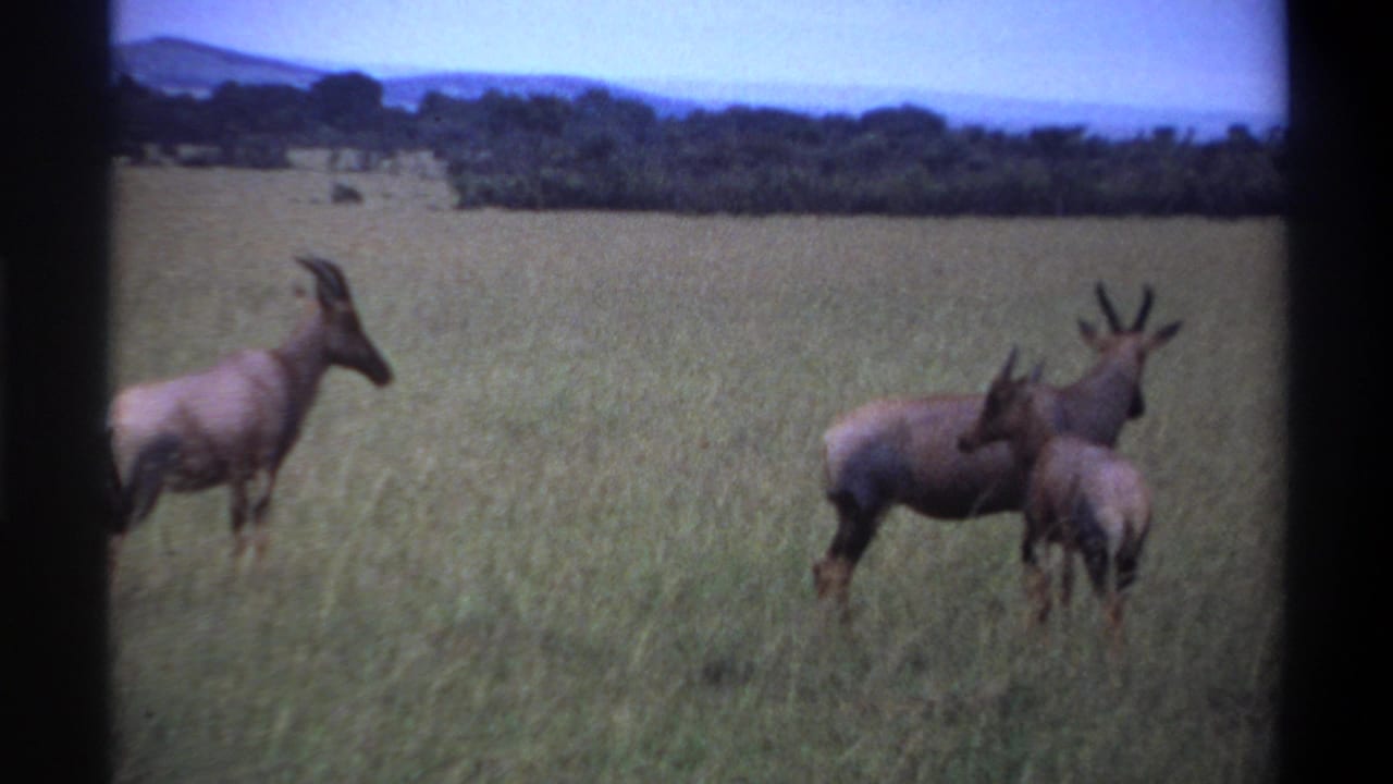 Several antelopes cluster in tall grass, including a smaller animal near an adult.