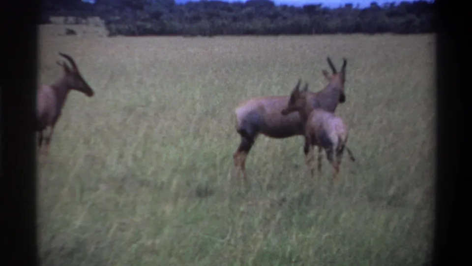 1969 Lagos-area 8mm frame with antelopes partly cropped at the edges, standing in grass before a dark treeline.