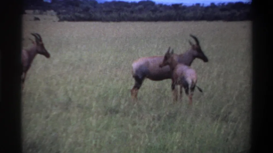 1969 Lagos-area 8mm frame showing antelopes grouped in grass, one partly cropped at left, with a treeline beyond.
