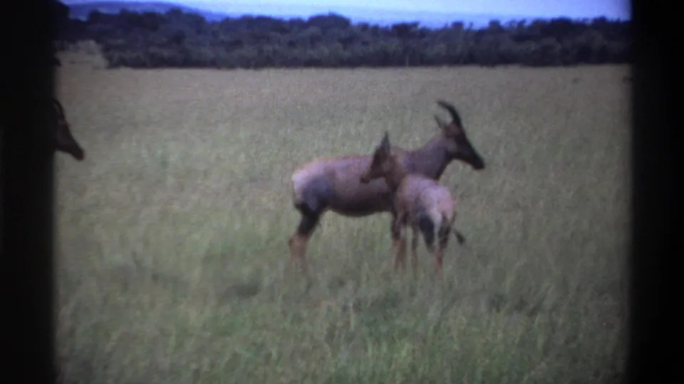 1969 Lagos, Nigeria 8mm frame showing an antelope and calf in tall savanna grass near a distant treeline.
