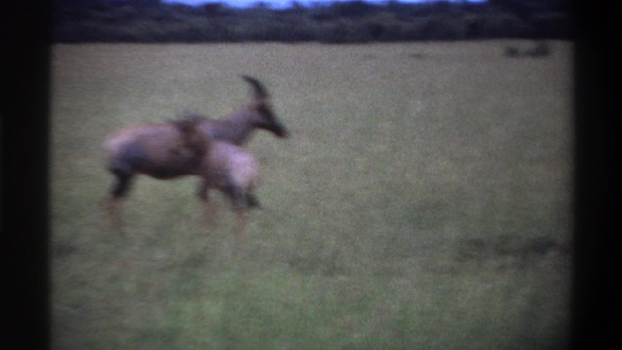 1969 Lagos, Nigeria home-movie frame with a mother antelope and calf moving through open grassland.