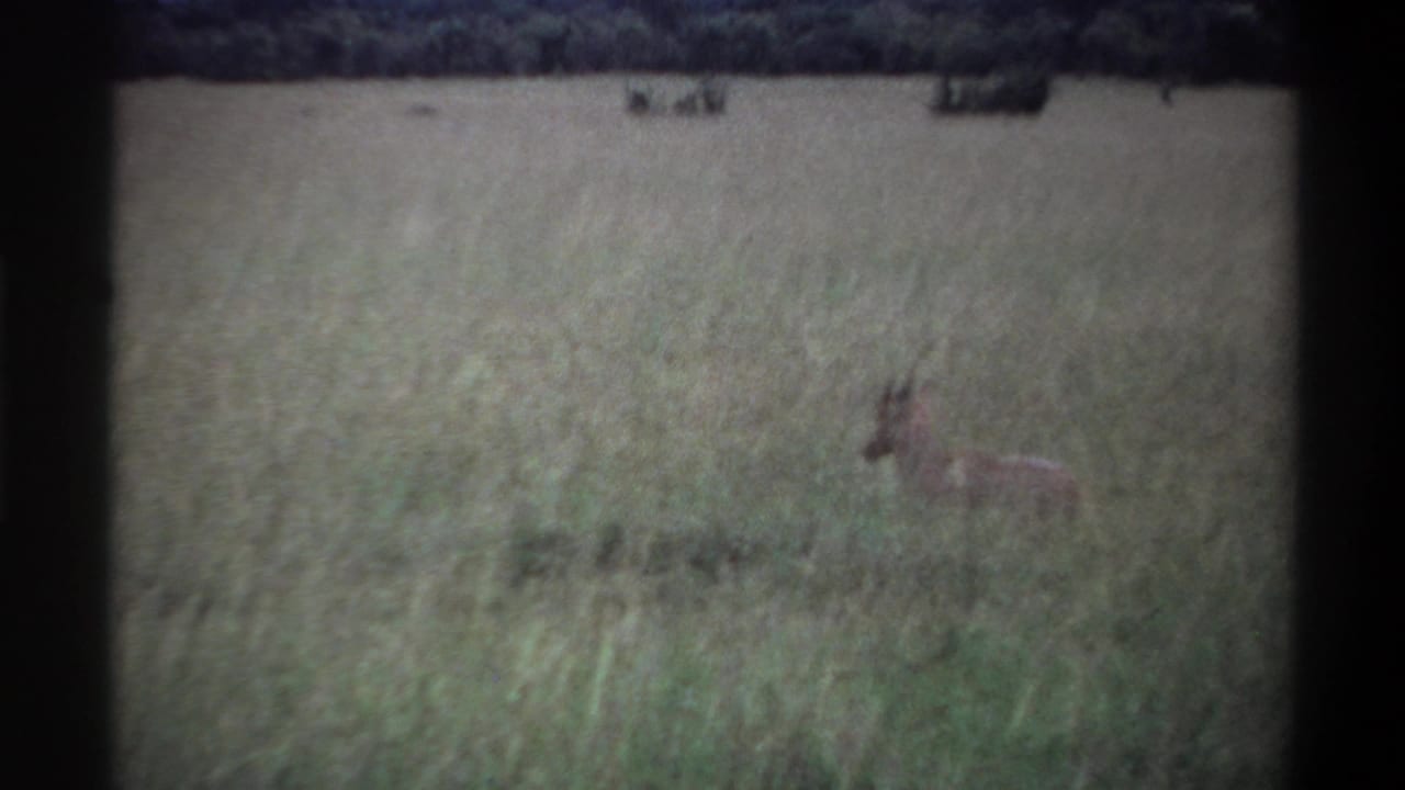 1969 Lagos, Nigeria 8mm frame where the calf is partly obscured by tall grass in an open savanna setting.