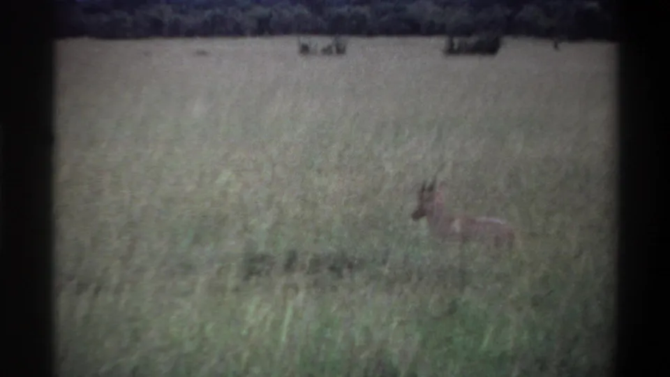 1969 Lagos, Nigeria 8mm frame where the calf is partly obscured by tall grass in an open savanna setting.