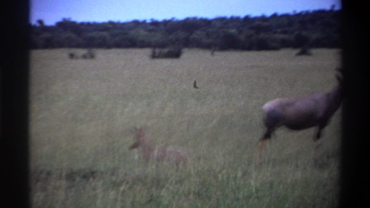 1969 Lagos, Nigeria 8mm frame showing the calf in grass while the adult antelope is partly cropped at the right edge.