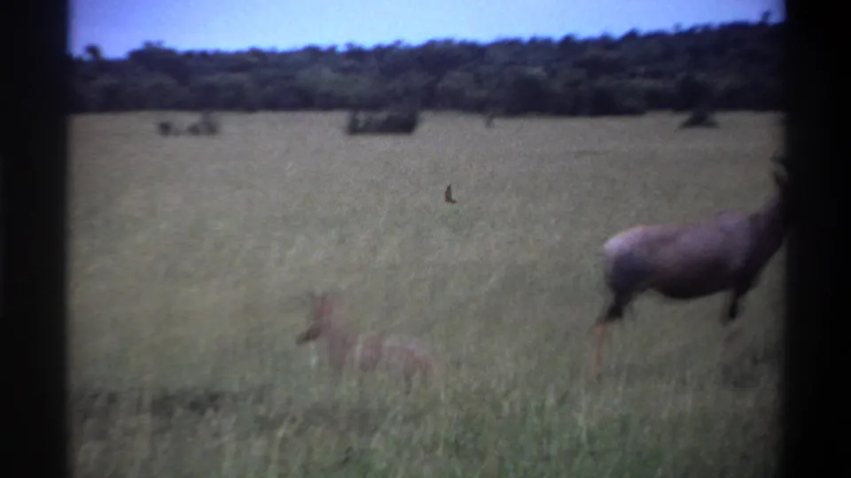 1969 Lagos, Nigeria 8mm frame showing the calf in grass while the adult antelope is partly cropped at the right edge.