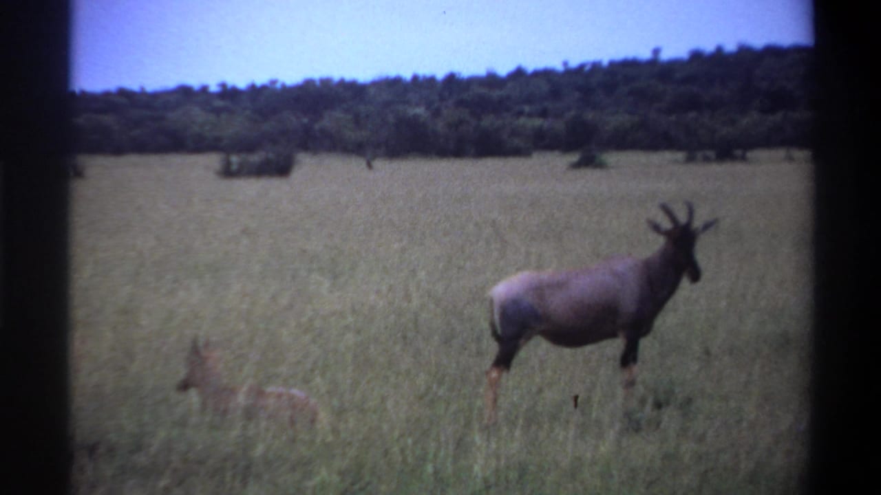 1969 Lagos, Nigeria 8mm frame showing a large antelope and a smaller gazelle-like animal in open grassland near distant trees.