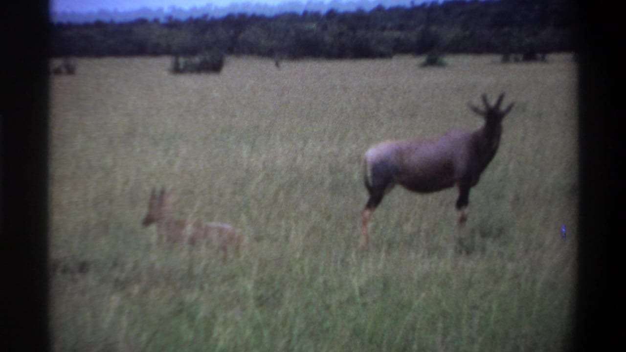 Large antelope standing in tall grass with a smaller animal nearby and trees in the distance.