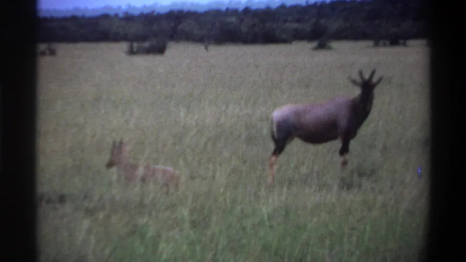 The antelope remains upright in a grassy Nigerian savanna scene, with a smaller gazelle-like animal partly visible in the grass.