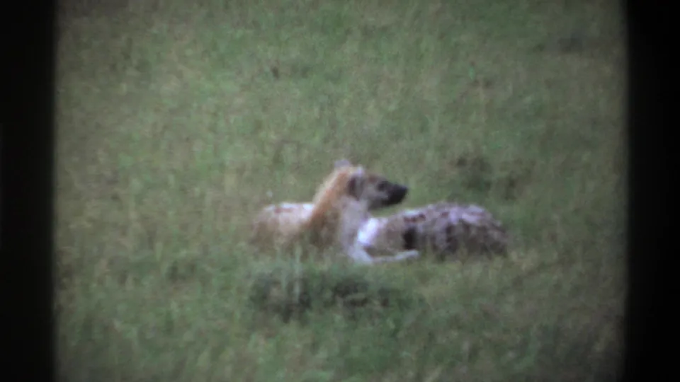 1969 8mm wildlife frame from Lagos metadata showing two hyenas resting or wrestling together in tall grass.