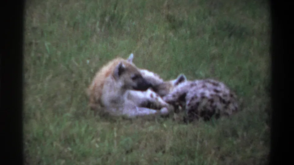Two hyenas interact in tall grass in a vintage 8mm Nigerian wildlife scene, framed by visible film borders and soft color.