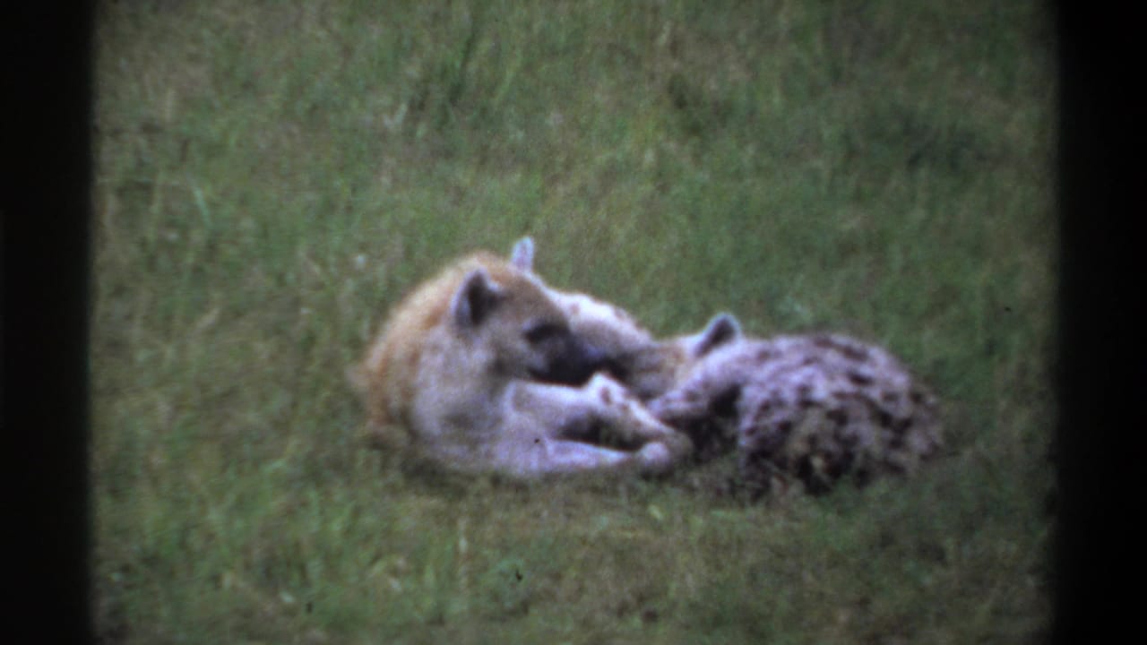 1969 Lagos, Nigeria 8mm frame showing two hyenas resting side by side in a grassy area with soft focus and visible film borders.