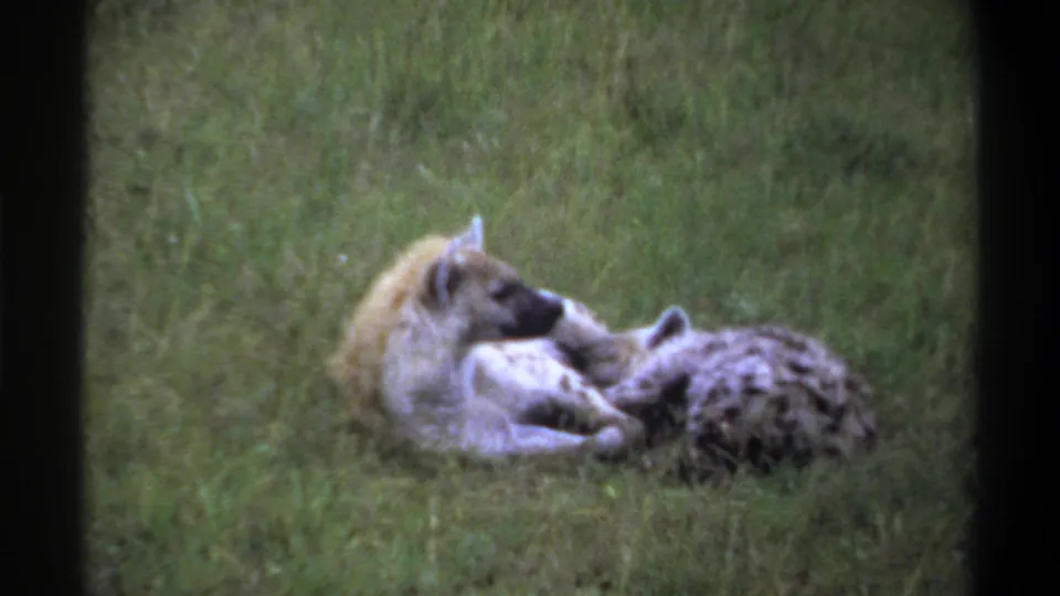 1969 Lagos, Nigeria 8mm still showing two hyenas lying low in green grass, filmed from a steady visitor-like viewpoint.