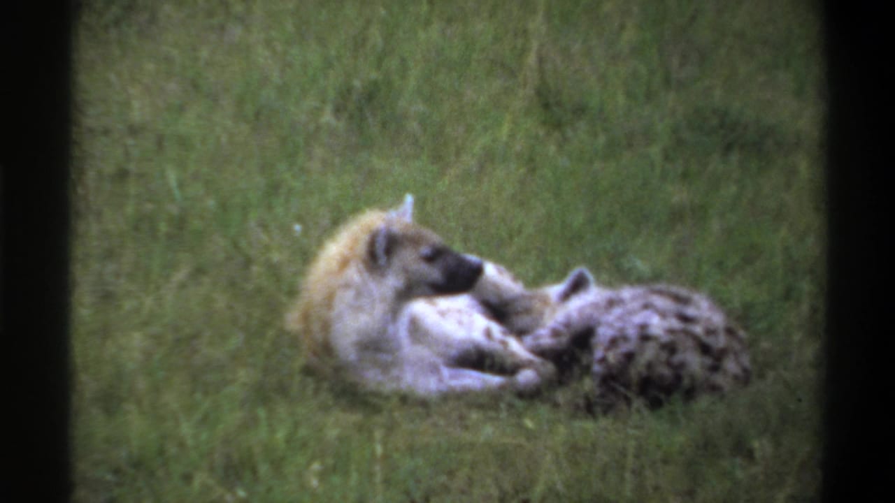 1969 Lagos 8mm frame showing two hyenas lying close together on grass, with one appearing to nuzzle or groom the other.