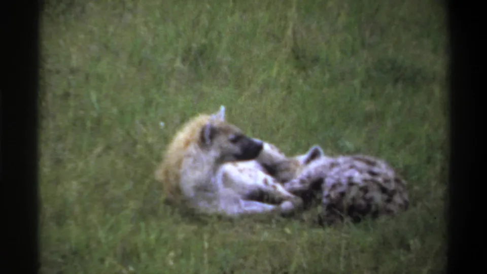 1969 Lagos 8mm frame showing two hyenas lying close together on grass, with one appearing to nuzzle or groom the other.