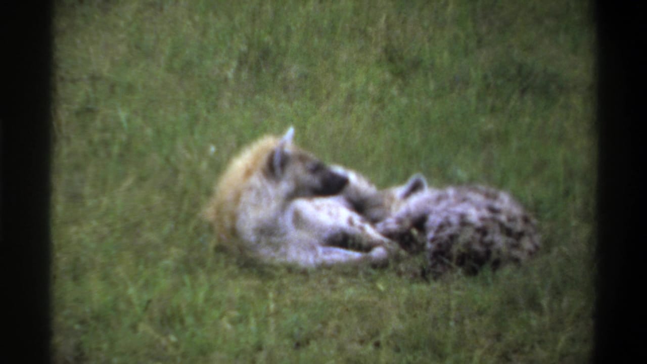 1969 Lagos home-movie frame of two hyenas on a grassy field, one head raised while the other remains curled low.