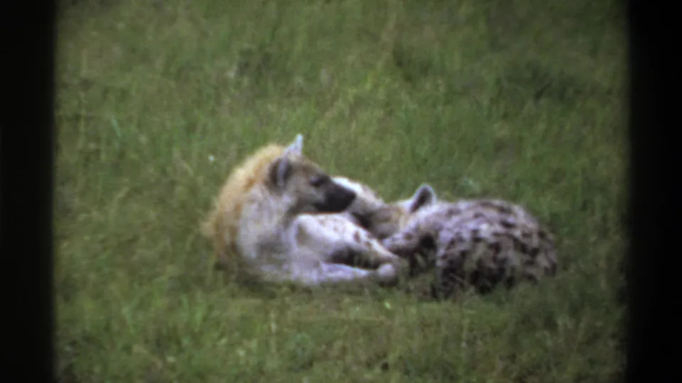 Soft 8mm frame from Lagos in 1969 showing two hyenas resting close together on grass with muted color and visible grain.