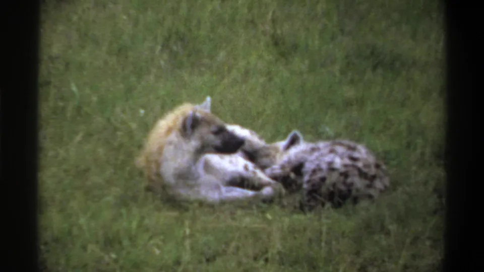1969 Lagos 8mm frame with two hyenas resting together on grass, bordered by dark film edges and soft analog focus.