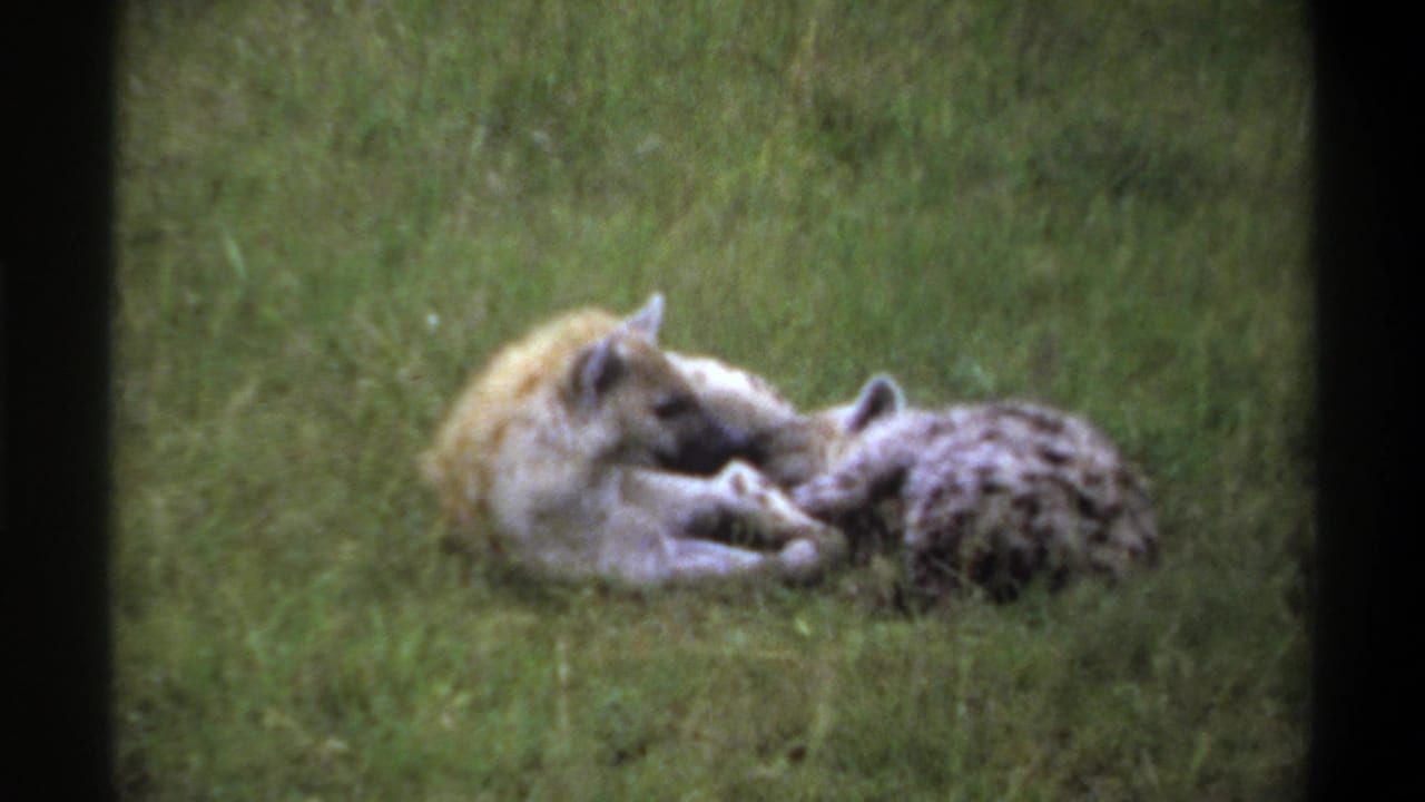 1969 Lagos, Nigeria 8mm frame showing two hyenas resting close together in a grassy pasture with soft focus and dark film borders.